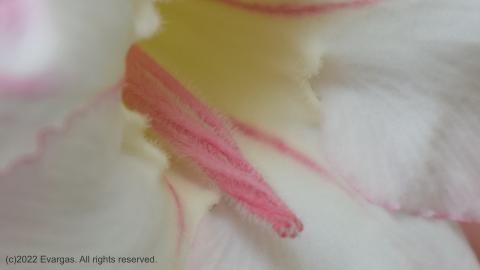 zoom of a flower, adenium obesum, also known as desert rose.