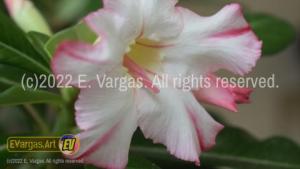 closeup of a flower, adenium obesum, desert rose