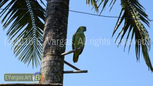 parrot on tree branch, daylight