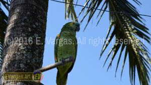 parrot on tree branch, daylight