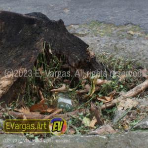 an empty water bottle seen in the remains of an old tree trunk, on a sidewalk